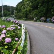 梅雨と紫陽花